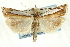  ( - CNCLEP00089760)  @15 [ ] CreativeCommons - Attribution Non-Commercial Share-Alike (2011) Jean-Francois Landry, CNC and Zhaofu Yang, BIO Canadian National Collections