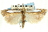  ( - CNCLEP00089761)  @11 [ ] CreativeCommons - Attribution Non-Commercial Share-Alike (2011) Jean-Francois Landry, CNC and Zhaofu Yang, BIO Canadian National Collections