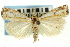  ( - CNCLEP00089769)  @14 [ ] CreativeCommons - Attribution Non-Commercial Share-Alike (2011) Jean-Francois Landry, CNC and Zhaofu Yang, BIO Canadian National Collections