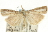  ( - CNCLEP00089782)  @13 [ ] CreativeCommons - Attribution Non-Commercial Share-Alike (2011) Jean-Francois Landry, CNC and Zhaofu Yang, BIO Canadian National Collections