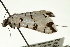  ( - CNCLEP00089820)  @13 [ ] CreativeCommons - Attribution Non-Commercial Share-Alike (2011) Jean-Francois Landry, CNC and Zhaofu Yang, BIO Canadian National Collections