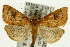  ( - CNCLEP00089843)  @13 [ ] CreativeCommons - Attribution Non-Commercial Share-Alike (2011) Jean-Francois Landry, CNC and Zhaofu Yang, BIO Canadian National Collections