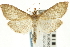  ( - CNCLEP00089852)  @14 [ ] CreativeCommons - Attribution Non-Commercial Share-Alike (2011) Jean-Francois Landry, CNC and Zhaofu Yang, BIO Canadian National Collections