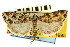  (Eudonia leucophthalma - CNCLEP00087532)  @15 [ ] CreativeCommons - Attribution (2011) CNC/CBG Photography Group Centre for Biodiversity Genomics