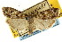  ( - CNCLEP00087533)  @14 [ ] CreativeCommons - Attribution (2011) CNC/CBG Photography Group Centre for Biodiversity Genomics