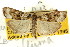  ( - CNCLEP00087535)  @14 [ ] CreativeCommons - Attribution (2011) CNC/CBG Photography Group Centre for Biodiversity Genomics