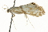  ( - CNCLEP00087639)  @13 [ ] CreativeCommons - Attribution (2011) CNC/CBG Photography Group Centre for Biodiversity Genomics