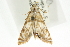  (Neocataclysta magnificalis - CNCLEP00087640)  @14 [ ] CreativeCommons - Attribution (2011) CNC/CBG Photography Group Centre for Biodiversity Genomics