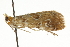  (Elophila gyralis - CNCLEP00087671)  @11 [ ] CreativeCommons - Attribution (2011) CNC/CBG Photography Group Centre for Biodiversity Genomics