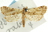  ( - CNCLEP00087674)  @11 [ ] CreativeCommons - Attribution (2011) CNC/CBG Photography Group Centre for Biodiversity Genomics