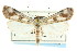  ( - CNCLEP00087690)  @15 [ ] CreativeCommons - Attribution (2011) CNC/CBG Photography Group Centre for Biodiversity Genomics
