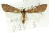  ( - CNCLEP00087692)  @14 [ ] CreativeCommons - Attribution (2011) CNC/CBG Photography Group Centre for Biodiversity Genomics