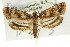  ( - CNCLEP00087695)  @13 [ ] CreativeCommons - Attribution (2011) CNC/CBG Photography Group Centre for Biodiversity Genomics