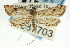  (Parapoynx allionealis - CNCLEP00087703)  @11 [ ] CreativeCommons - Attribution (2011) CNC/CBG Photography Group Centre for Biodiversity Genomics
