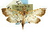  ( - CNCLEP00087777)  @11 [ ] CreativeCommons - Attribution (2011) CNC/CBG Photography Group Centre for Biodiversity Genomics