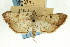  ( - CNCLEP00087778)  @11 [ ] CreativeCommons - Attribution (2011) CNC/CBG Photography Group Centre for Biodiversity Genomics