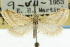  ( - CNCLEP00087831)  @11 [ ] CreativeCommons - Attribution (2011) CNC/CBG Photography Group Centre for Biodiversity Genomics