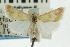  ( - CNCLEP00087863)  @11 [ ] CreativeCommons - Attribution (2011) CNC/CBG Photography Group Centre for Biodiversity Genomics