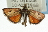  (Gyros muirii CS - CNCLEP00087866)  @14 [ ] CreativeCommons - Attribution (2011) CNC/CBG Photography Group Centre for Biodiversity Genomics