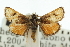  ( - CNCLEP00087867)  @13 [ ] CreativeCommons - Attribution (2011) CNC/CBG Photography Group Centre for Biodiversity Genomics