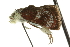  (Gyros atripennalis - CNCLEP00087869)  @11 [ ] CreativeCommons - Attribution (2011) CNC/CBG Photography Group Centre for Biodiversity Genomics