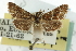  ( - CNCLEP00087898)  @11 [ ] CreativeCommons - Attribution (2011) CNC/CBG Photography Group Centre for Biodiversity Genomics