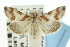  ( - CNCLEP00087906)  @11 [ ] CreativeCommons - Attribution (2011) CNC/CBG Photography Group Centre for Biodiversity Genomics