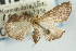  ( - CNCLEP00087978)  @11 [ ] CreativeCommons - Attribution Non-Commercial Share-Alike (2011) Jean-Francois Landry, CNC and Zhaofu Yang, BIO Canadian National Collections