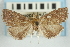 ( - CNCLEP00087979)  @11 [ ] CreativeCommons - Attribution Non-Commercial Share-Alike (2011) Jean-Francois Landry, CNC and Zhaofu Yang, BIO Canadian National Collections