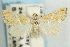  ( - CNCLEP00087990)  @13 [ ] CreativeCommons - Attribution Non-Commercial Share-Alike (2011) Jean-Francois Landry, CNC and Zhaofu Yang, BIO Canadian National Collections
