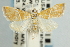  ( - CNCLEP00087991)  @14 [ ] CreativeCommons - Attribution Non-Commercial Share-Alike (2011) Jean-Francois Landry, CNC and Zhaofu Yang, BIO Canadian National Collections