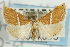  ( - CNCLEP00087993)  @14 [ ] CreativeCommons - Attribution Non-Commercial Share-Alike (2011) Jean-Francois Landry, CNC and Zhaofu Yang, BIO Canadian National Collections