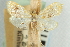  ( - CNCLEP00088007)  @11 [ ] CreativeCommons - Attribution Non-Commercial Share-Alike (2011) Jean-Francois Landry, CNC and Zhaofu Yang, BIO Canadian National Collections