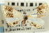  ( - CNCLEP00088031)  @11 [ ] CreativeCommons - Attribution Non-Commercial Share-Alike (2011) Jean-Francois Landry, CNC and Zhaofu Yang, BIO Canadian National Collections