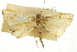  ( - CNCLEP00088065)  @11 [ ] CreativeCommons - Attribution Non-Commercial Share-Alike (2011) Jean-Francois Landry, CNC and Zhaofu Yang, BIO Canadian National Collections