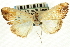  ( - CNCLEP00088067)  @12 [ ] CreativeCommons - Attribution Non-Commercial Share-Alike (2011) Jean-Francois Landry, CNC and Zhaofu Yang, BIO Canadian National Collections