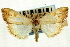  (Evergestis consimilis - CNCLEP00088068)  @14 [ ] CreativeCommons - Attribution Non-Commercial Share-Alike (2011) Jean-Francois Landry, CNC and Zhaofu Yang, BIO Canadian National Collections