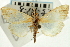  ( - CNCLEP00088069)  @11 [ ] CreativeCommons - Attribution Non-Commercial Share-Alike (2011) Jean-Francois Landry, CNC and Zhaofu Yang, BIO Canadian National Collections