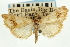  ( - CNCLEP00088072)  @14 [ ] CreativeCommons - Attribution Non-Commercial Share-Alike (2011) Jean-Francois Landry, CNC and Zhaofu Yang, BIO Canadian National Collections