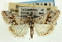  (Evergestis nolentis - CNCLEP00088074)  @14 [ ] CreativeCommons - Attribution Non-Commercial Share-Alike (2011) Jean-Francois Landry, CNC and Zhaofu Yang, BIO Canadian National Collections