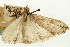  (Evergestis angustalis - CNCLEP00088100)  @11 [ ] CreativeCommons - Attribution Non-Commercial Share-Alike (2011) Jean-Francois Landry, CNC and Zhaofu Yang, BIO Canadian National Collections