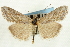  (Evergestis vinctalis - CNCLEP00088106)  @11 [ ] CreativeCommons - Attribution Non-Commercial Share-Alike (2011) Jean-Francois Landry, CNC and Zhaofu Yang, BIO Canadian National Collections