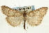  (Evergestis obscuralis - CNCLEP00088108)  @13 [ ] CreativeCommons - Attribution Non-Commercial Share-Alike (2011) Jean-Francois Landry, CNC and Zhaofu Yang, BIO Canadian National Collections