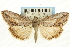  (Evergestis eurekalis - CNCLEP00088112)  @15 [ ] CreativeCommons - Attribution Non-Commercial Share-Alike (2011) Jean-Francois Landry, CNC and Zhaofu Yang, BIO Canadian National Collections