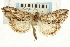  ( - CNCLEP00088113)  @14 [ ] CreativeCommons - Attribution Non-Commercial Share-Alike (2011) Jean-Francois Landry, CNC and Zhaofu Yang, BIO Canadian National Collections