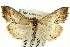  (Evergestis obliqualis - CNCLEP00088114)  @15 [ ] CreativeCommons - Attribution Non-Commercial Share-Alike (2011) Jean-Francois Landry, CNC and Zhaofu Yang, BIO Canadian National Collections