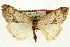  ( - CNCLEP00088116)  @15 [ ] CreativeCommons - Attribution Non-Commercial Share-Alike (2011) Jean-Francois Landry, CNC and Zhaofu Yang, BIO Canadian National Collections
