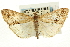  ( - CNCLEP00088118)  @14 [ ] CreativeCommons - Attribution Non-Commercial Share-Alike (2011) Jean-Francois Landry, CNC and Zhaofu Yang, BIO Canadian National Collections