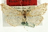  (Evergestis borregalis - CNCLEP00088124)  @12 [ ] CreativeCommons - Attribution Non-Commercial Share-Alike (2011) Jean-Francois Landry, CNC and Zhaofu Yang, BIO Canadian National Collections