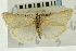  ( - CNCLEP00088153)  @11 [ ] CreativeCommons - Attribution Non-Commercial Share-Alike (2011) Jean-Francois Landry, CNC and Zhaofu Yang, BIO Canadian National Collections